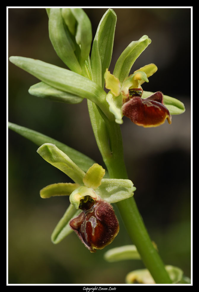 Ophrys sphegodes e ? - determinazione prego.